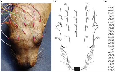 Pinniped electroencephalography: Methodology and findings in California sea lions (Zalophus californianus)